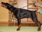 Dobermann Welpen