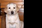 Labrador Welpen in blond 11 Wochen