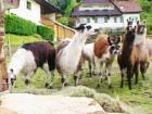 Lamas aus dem Schwarzwal