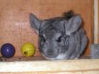 Heller Chinchilla Standard Bock sucht eine Freundin!