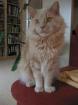 Main Coon Kater oder/und Katze