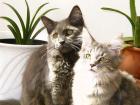 Maine Coon Babys