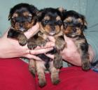 Yorkshire Terrier Welpen