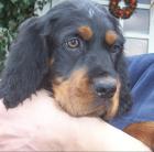 1 wunderschöner Gordon Setter Welpe