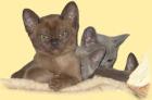 Burmakatzen und Kitten Burmese in brown & blue