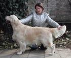 Golden Retriever  bei DE/CZ Grenze