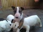 Schöne Bullterrier Welpen zu geben, 