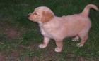 Golden Retrieverbabys in gold und blond