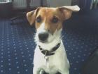 Junger Parson Jack Russell sucht...