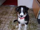 Australian Shepherd Welpen