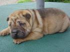 Shar-pei welpen ( Schwarz und rot )