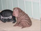 Sharpei welpen Schwarz und Chocolate