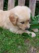 Golden Retriever Welpen aus Familienzucht