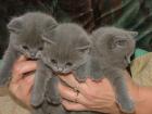 British kurzhaar blau u.whiskasbabies