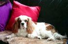 Cavalier - King - Charles -Spaniel