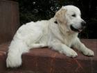 Blonder Golden Retriever Deckrüde Internationaler Jugend Champion2021