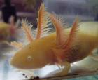 Axolotl abzugeben