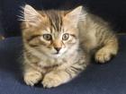 Maine Coon