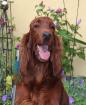 Wir erwarten Anfang Juni2021 wunderschöne Irish Setter Welpen mit Papieren aus 