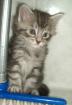 MAINE COON BABY`S!!!