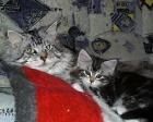 Maine Coon Kitten sucht Schmuseopfer !