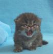 Perser und Exotic Shorthair Kitten