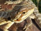 Bartagamen Pogona vitticeps