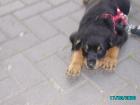 Kleiner Rottweilerwelpe