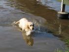 Labrador Hündin abzugeben!