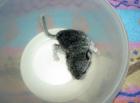 Chinchilla Ebony Mittel