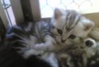 **WHISKAS-BABIES BKH SILBERTABBY**