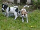 Jack Russell Welpen