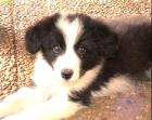 Border Collie Welpen