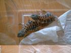 Uromastyx acanthinura und o. ocelatta Nachzuchten