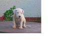 Dogo Argentino reinrassige Welpen