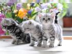 BKH silber tabby classic mit Papieren