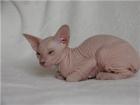 PETERBALD sphynx