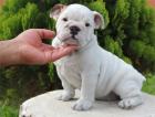 Welpen Englisch Bulldog 2 Monate