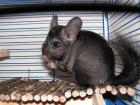 Chinchilla- Ebony Weibchen zu verkaufen