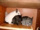 Chinchilla in PLZ 26532,verschiedene Farben