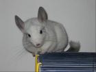 Chinchillas abzugeben