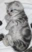 Whiskas Babies BKH Silvertabby