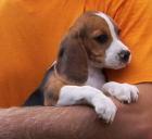 Beagle Weibchen