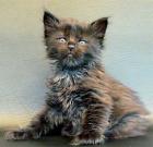 Knuffige Maine Coon Babys