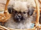 Pekinese