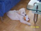 Golden Retriever Welpe braucht neues zu Hause