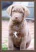 CHESAPEAKE BAY RETRIEVER