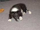 Border-Collie-Mix Welpe