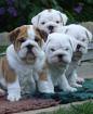 Englische Bulldogge, Eb Welpe, Englishe Bulldogge Welpen