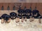 6 Rottweiler -Rüde/ Hündin suchen noch ein neues Zuhause